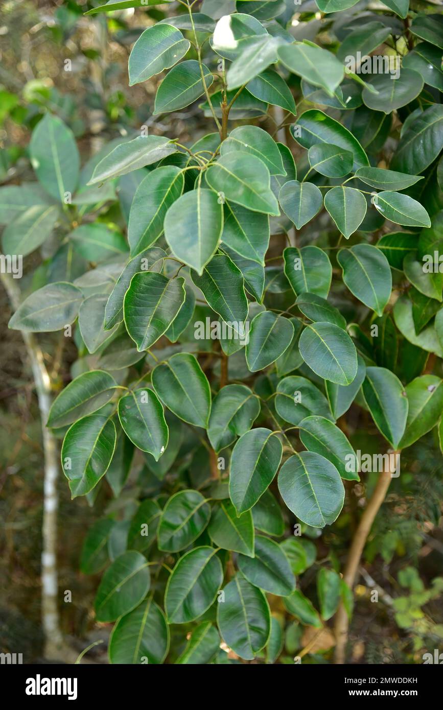 Poisonwood tree, Florida Everglades/Big Cypress flora Stock Photo Alamy