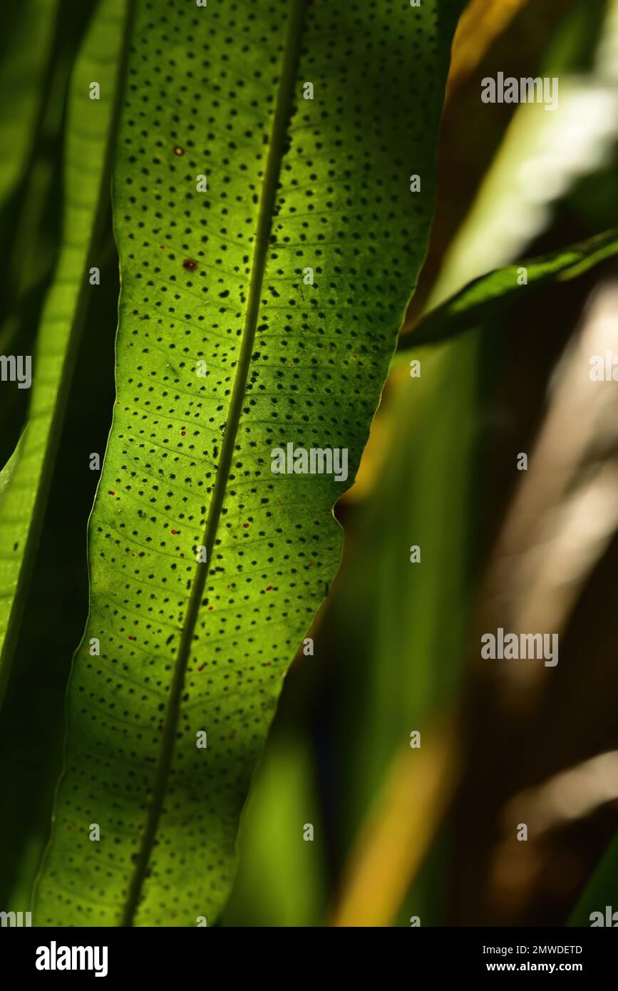 Strap fern leaves and spores, Campyloneurum phyllitidism Florida