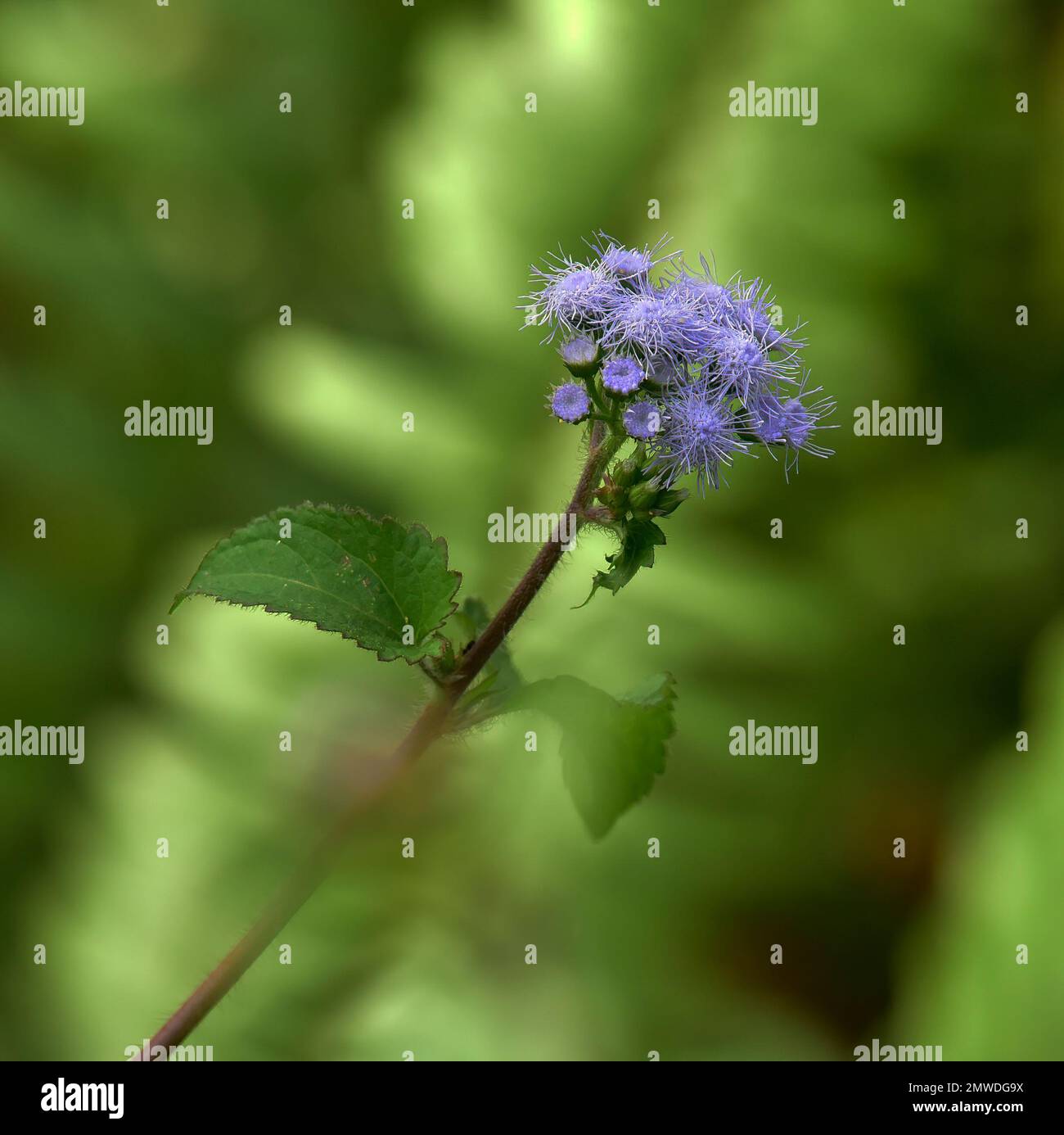 Blue mistflower, Conoclinium coelestinum, Florida Everglades/Big Cypress flora Stock Photo