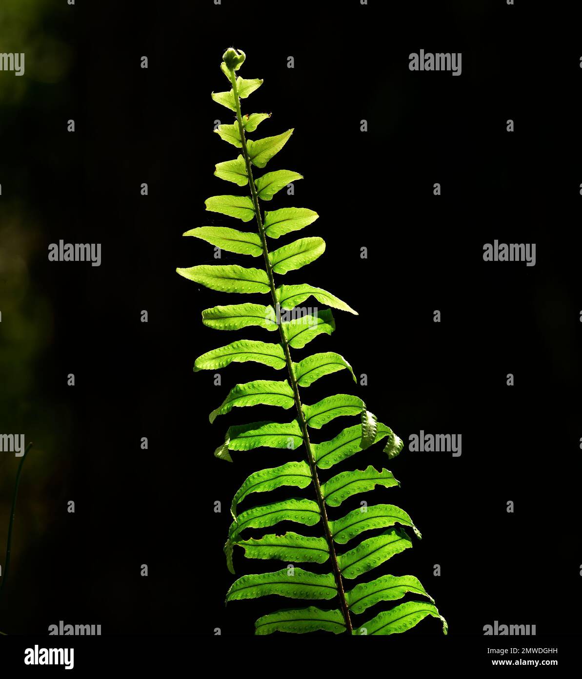 Fern fronds with spores, Florida Everglades/Big Cypress flora Stock