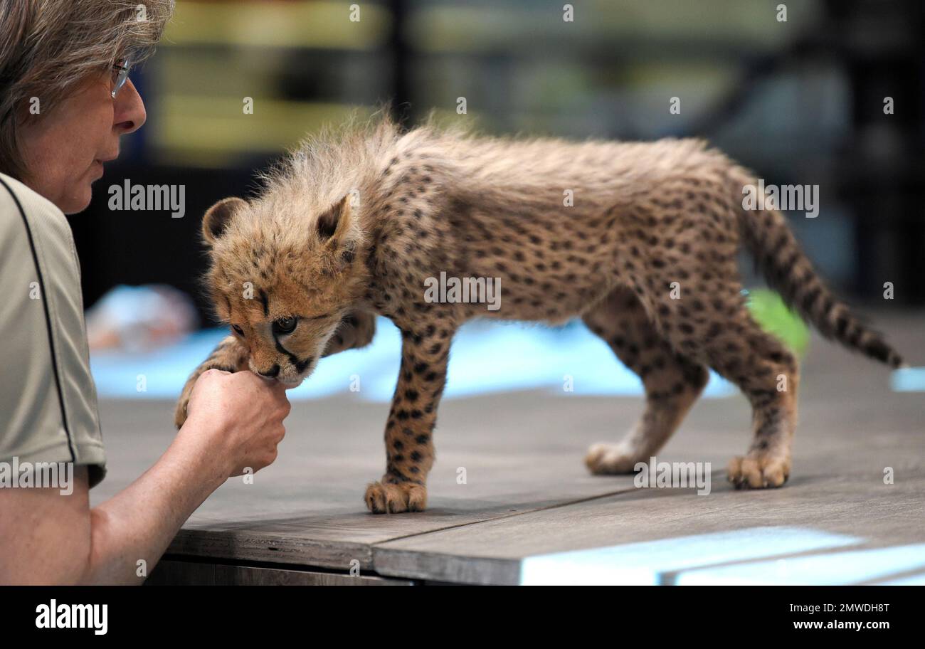 A cheetah cub appears on the BUILD Speaker Series to promote Nat Geo ...