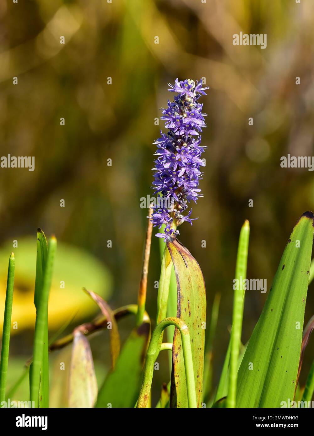Pickerelweed flower, Florida Everglades/Big Cypress flora Stock Photo