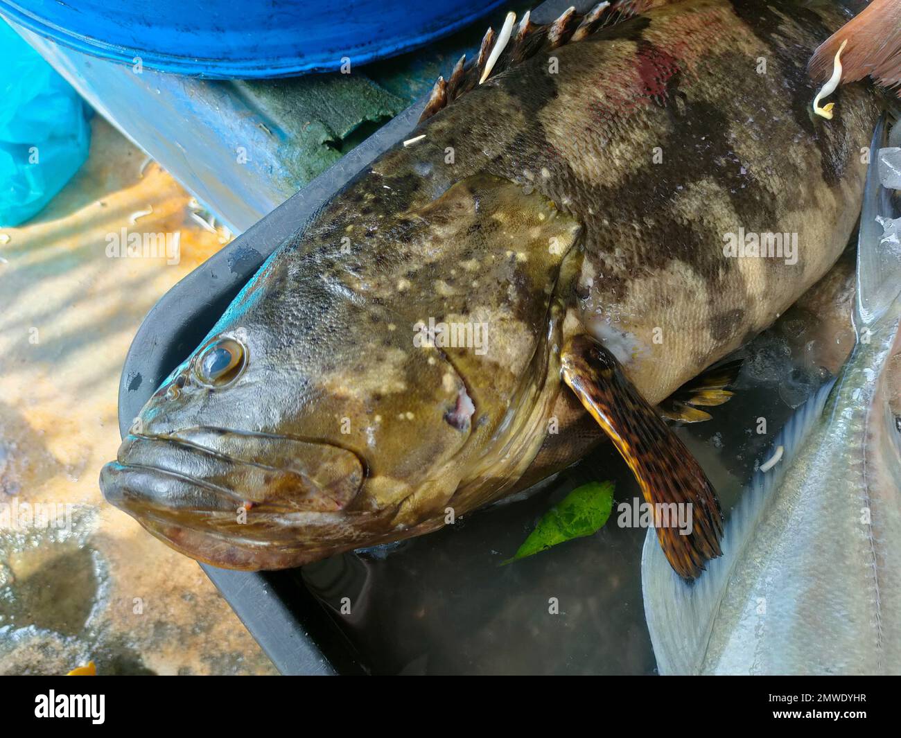 A fresh grouper fish placed in a black container is sold in a market