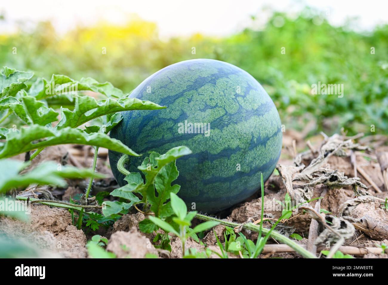 watermelon growing in watermelon field fresh watermelon on ground