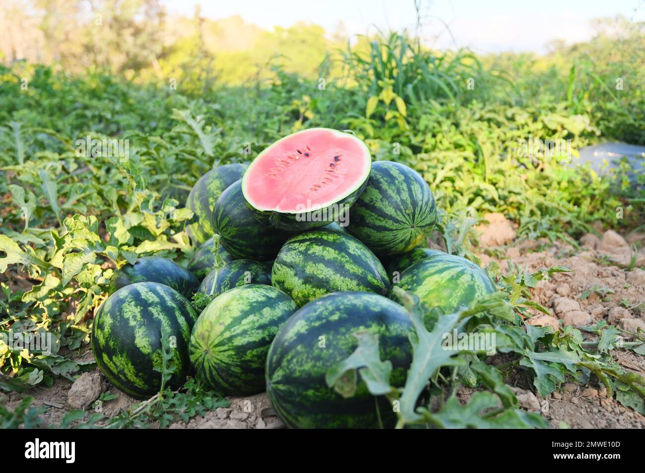 watermelon slice in watermelon field fresh watermelon fruit on ground