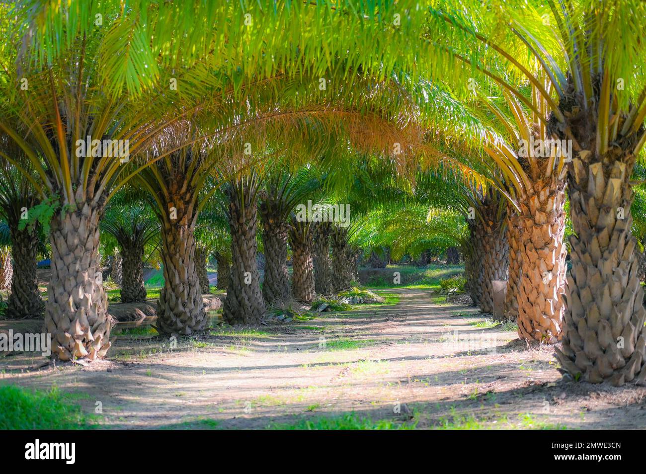 Tunnel plants palm tree in the palm garden with beautiful palm leaves