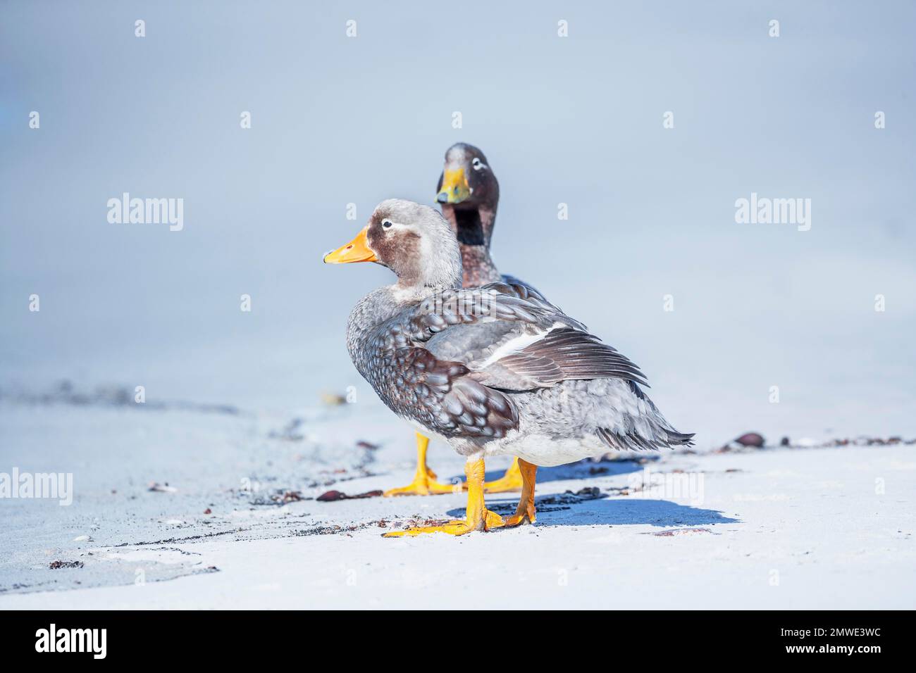 Steamer ducks (Tachyeres brachypterus), Falkland Islands, South America