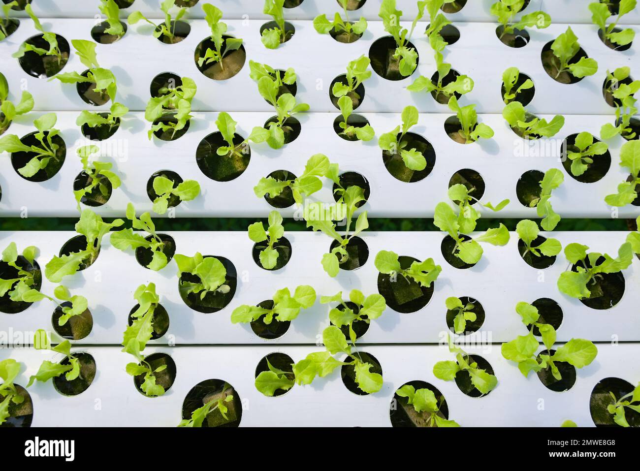 hydroponic planting in the hydroponic vegetables system on hydroponic