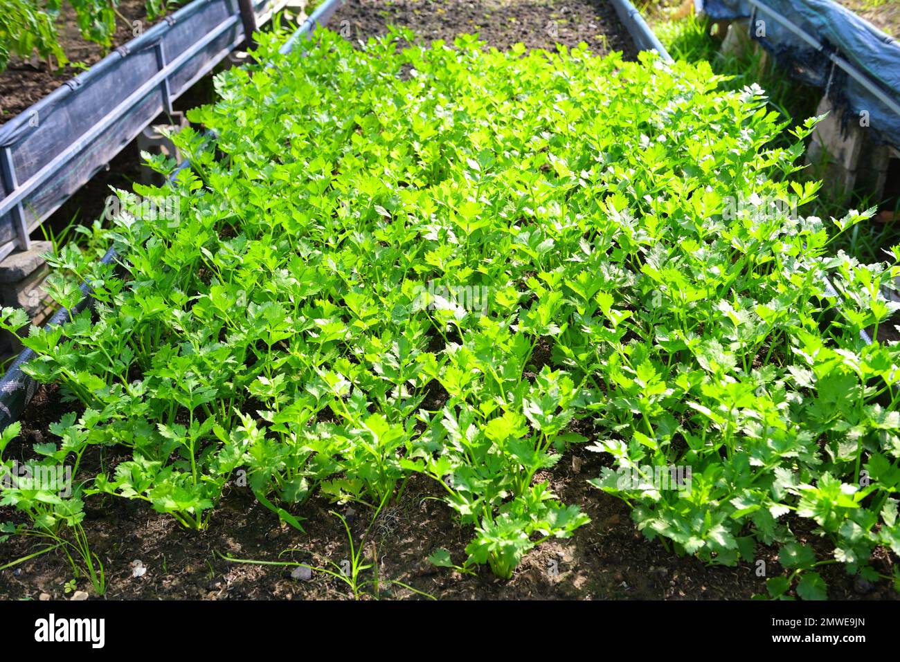 Celery leaf vegetable farm soil vegetable garden, organic vegetable