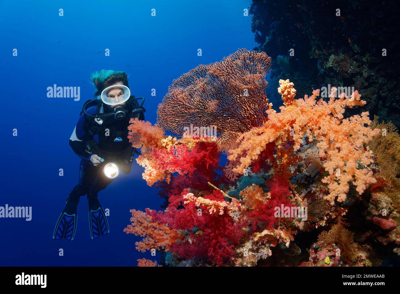 Diver on coral reef wall looking at multicoloured klunzinger's soft coral (Dendronephthya klunzingeri) and horn coral (Acabaria splendens) fan Stock Photo