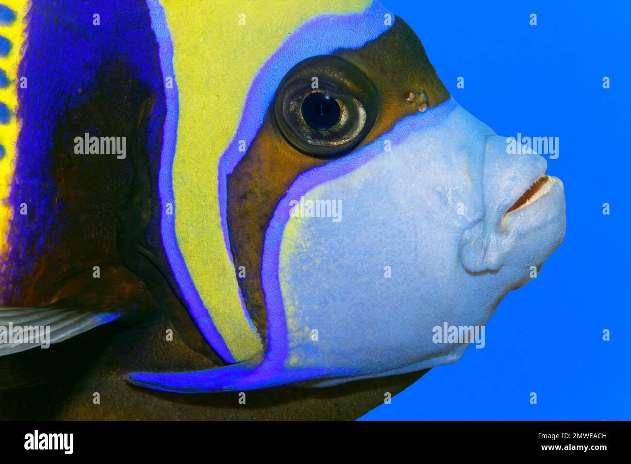 Portrait emperor angelfish (Pomacanthus imperator) Makadi Bay, Red Sea ...