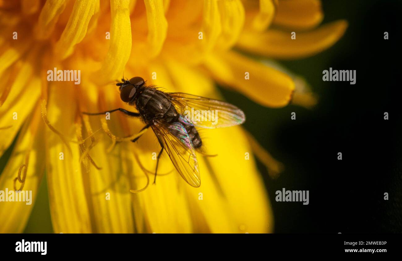 Macro of a common fly on a yellow dandelion Stock Photo - Alamy