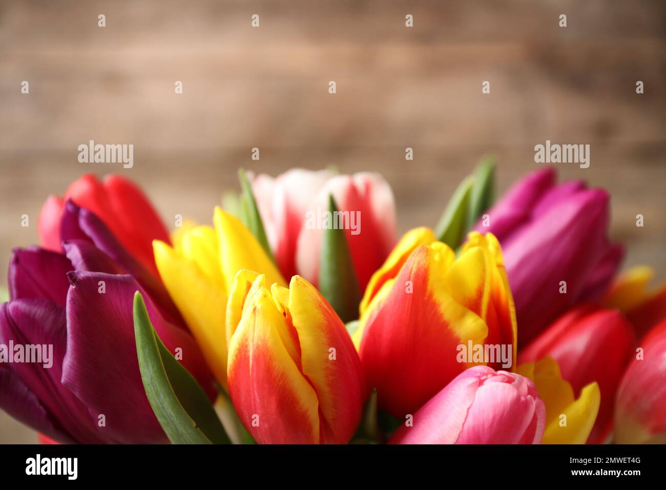 Beautiful spring tulips on blurred background, closeup Stock Photo