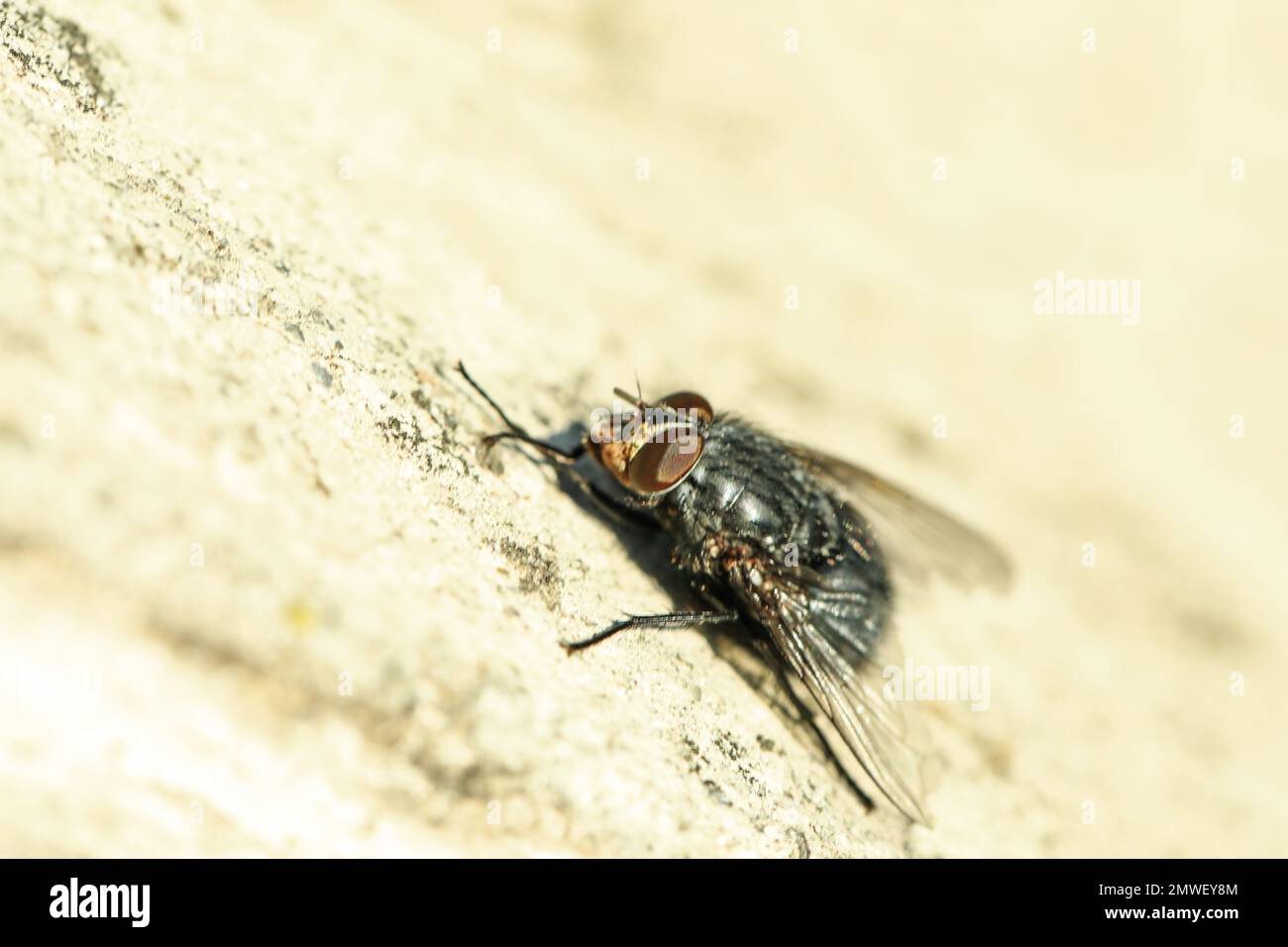 Fly on the wall hires stock photography and images Alamy