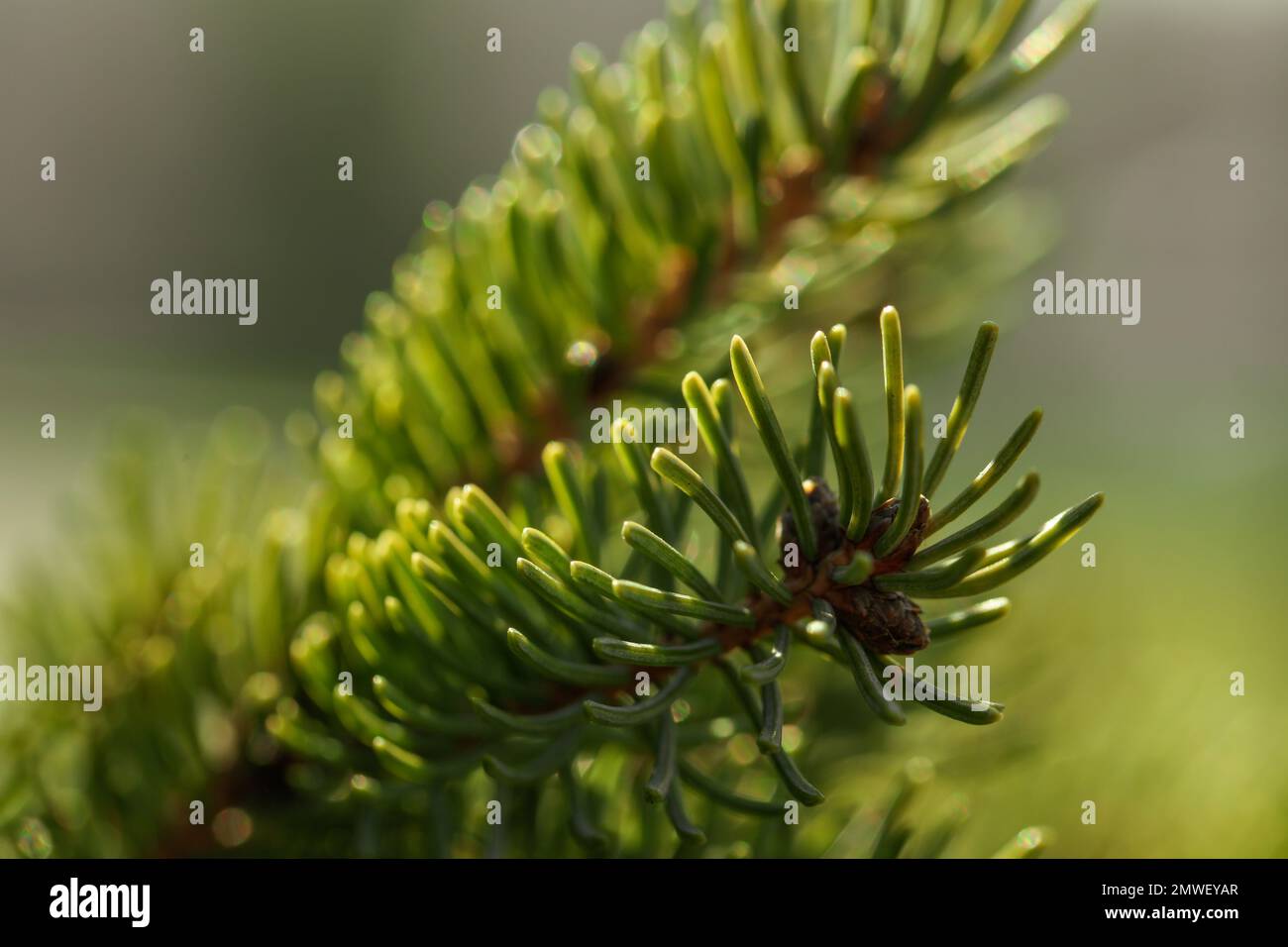 Beautiful fir tree with green branches outdoors, closeup Stock Photo ...