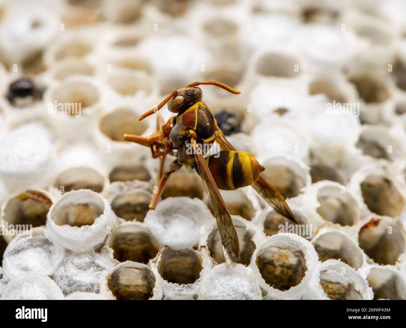 Dead Paper Wasps of the genus Polistes on an inverted mushroom shaped nest suspended from a peduncle. Stock Photo