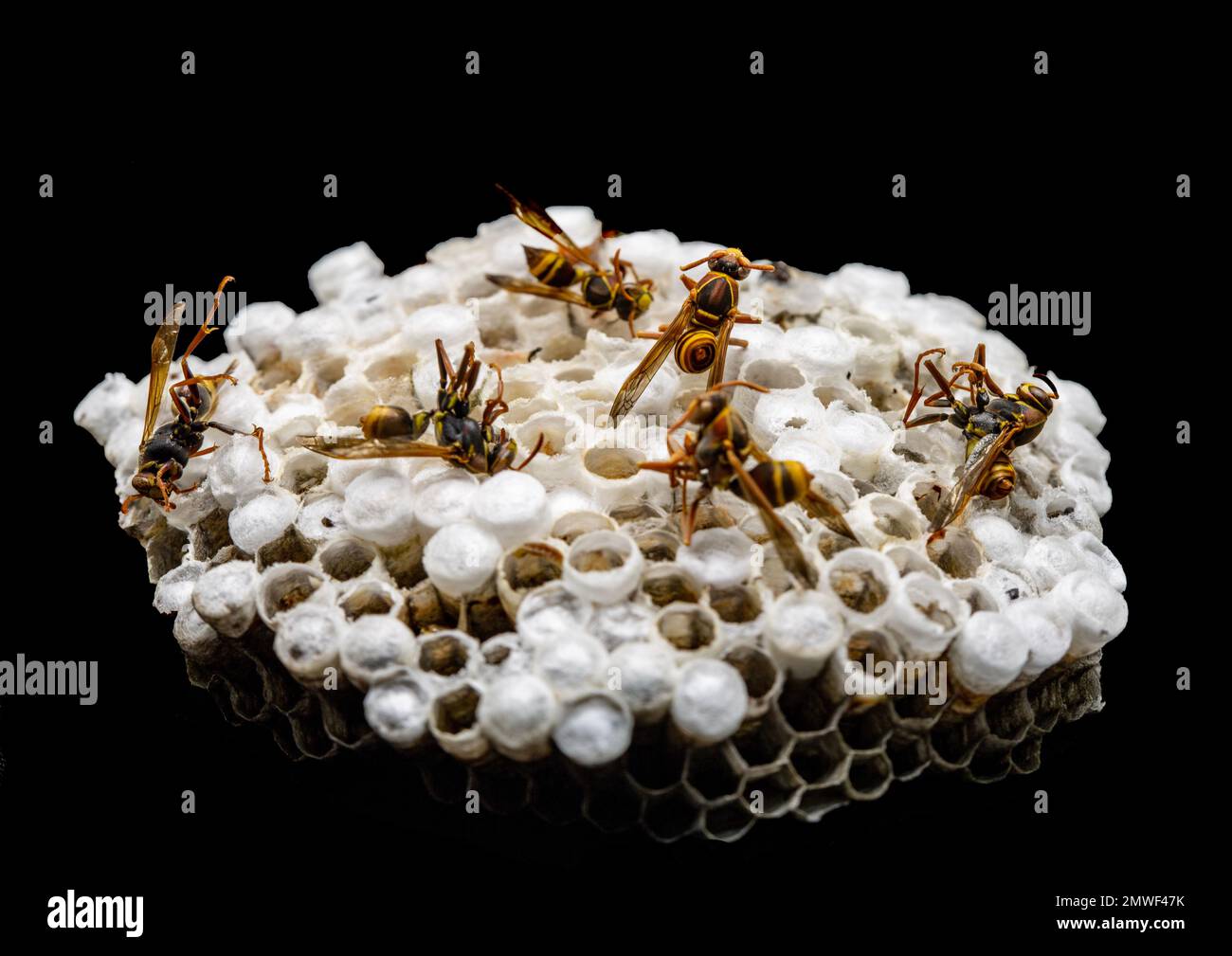 Dead Paper Wasps of the genus Polistes on an inverted mushroom shaped nest suspended from a peduncle. Stock Photo