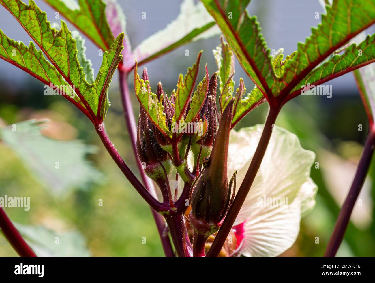 Okra, Abelmoschus esculentus, is a perennial flowering plant in the mallow family. Stock Photo