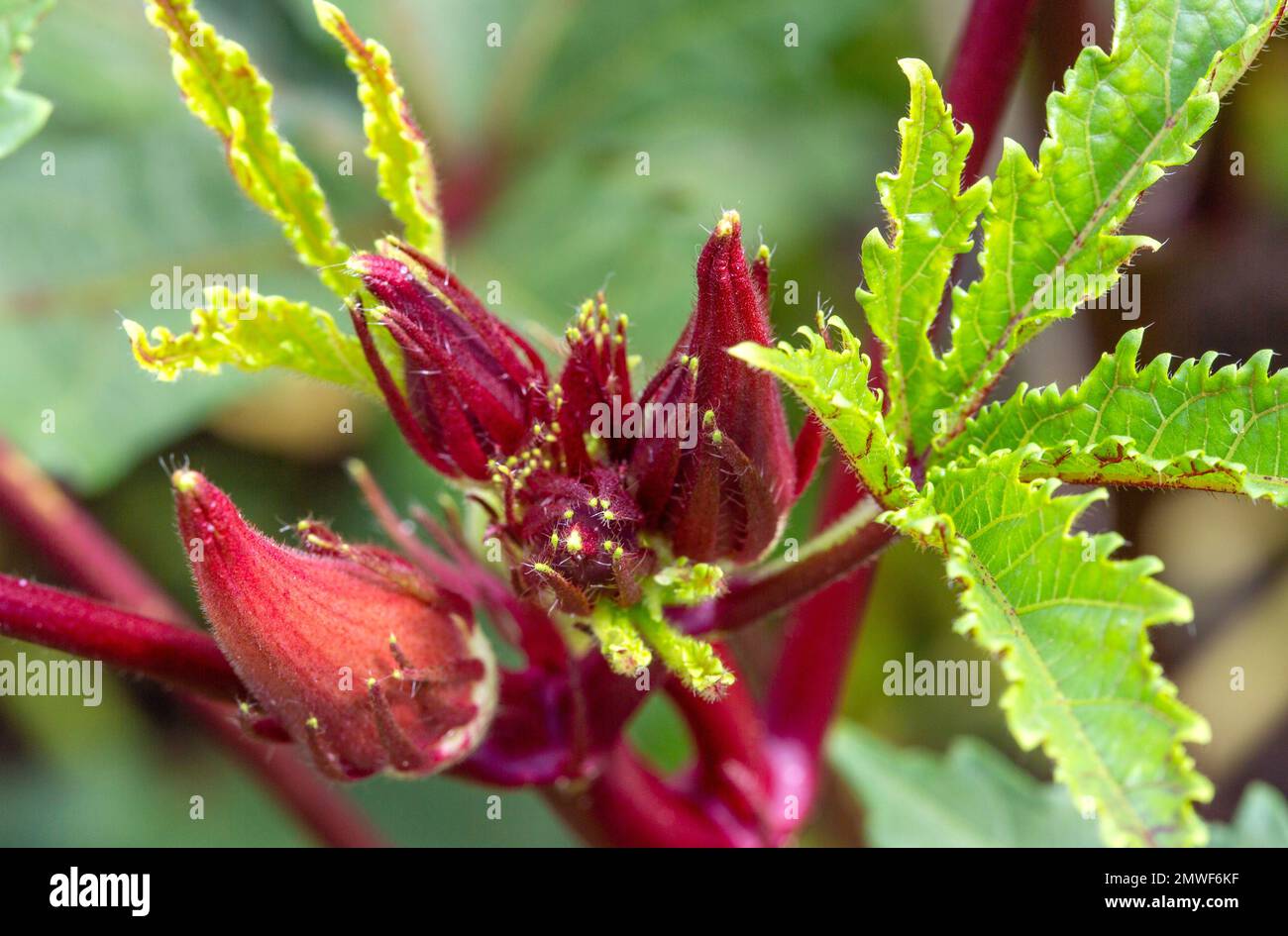 Okra, Abelmoschus esculentus, is a perennial flowering plant in the mallow family. Stock Photo