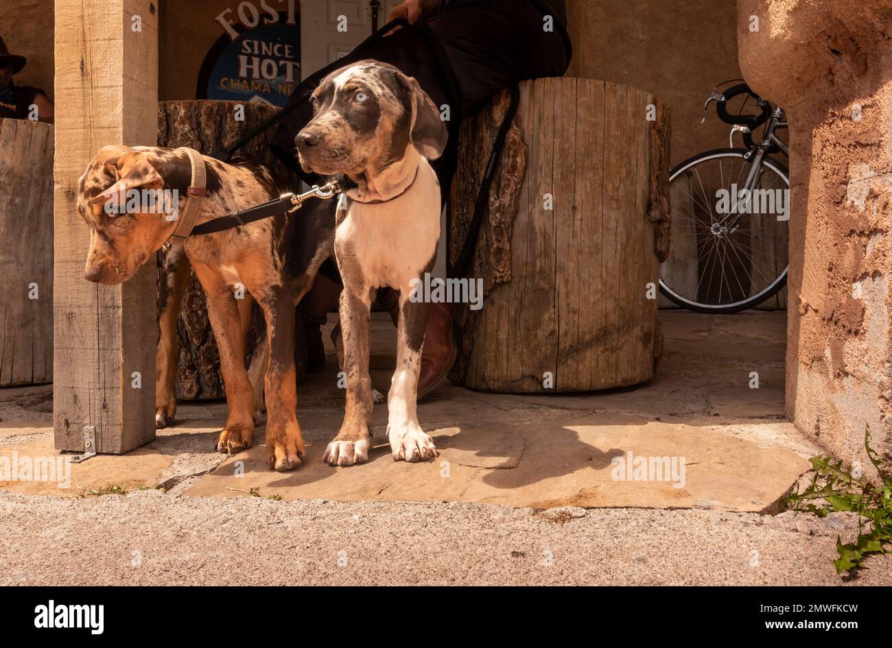 Two young puppies, probably hound dogs, on a leash standing, looking, while their owner sits at an outdoor bar restaurant, Chama, New Mexico, USA. Stock Photo