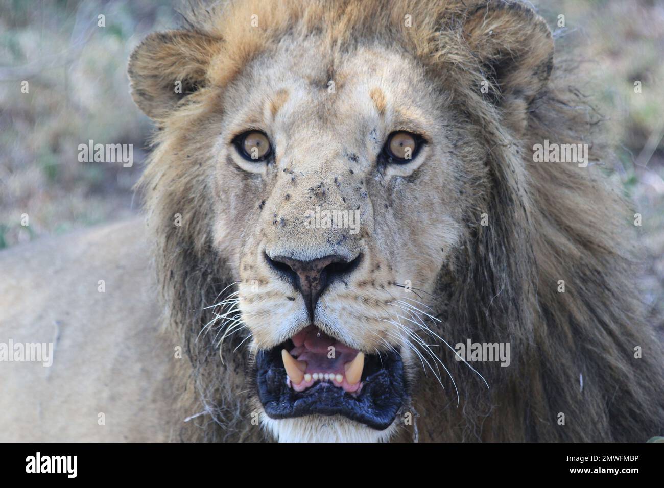 Adult Male Lion Growling Stock Photo