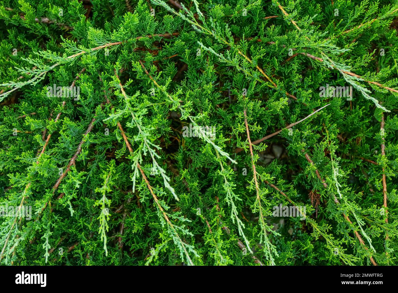 Green coniferous plant in park, closeup Stock Photo