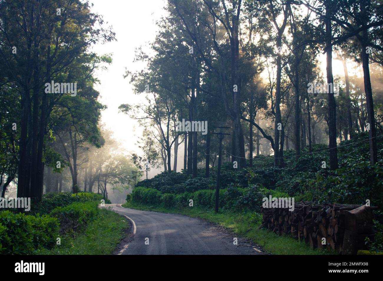 Tamil nadu forest hi-res stock photography and images - Alamy