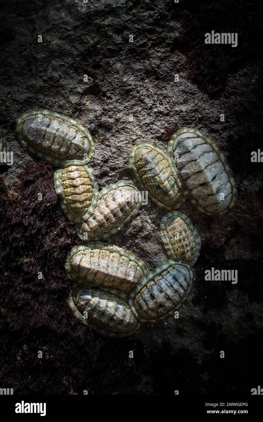 A top view of West Indian fuzzy chitons (Acanthopleura granulata) crawling on a stone in the water Stock Photo