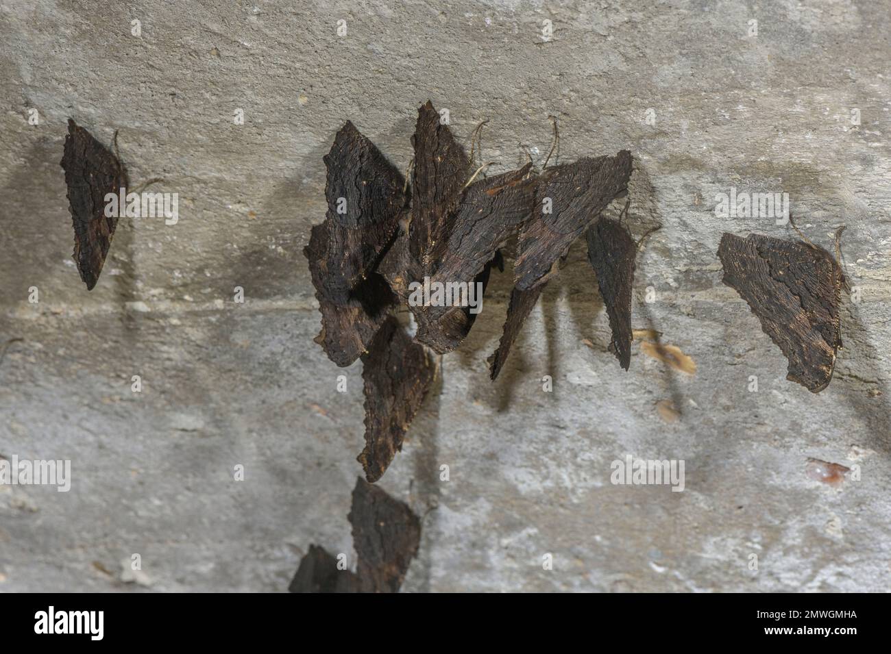 Cluster of peacock butterflies hibernating Stock Photo Alamy