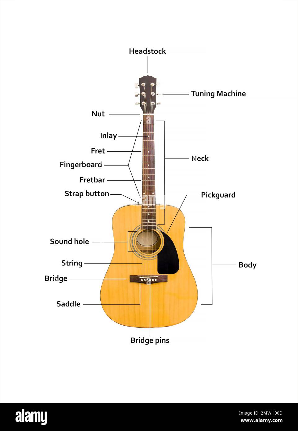 Close up of acoustic guitar with the names of its parts on a white