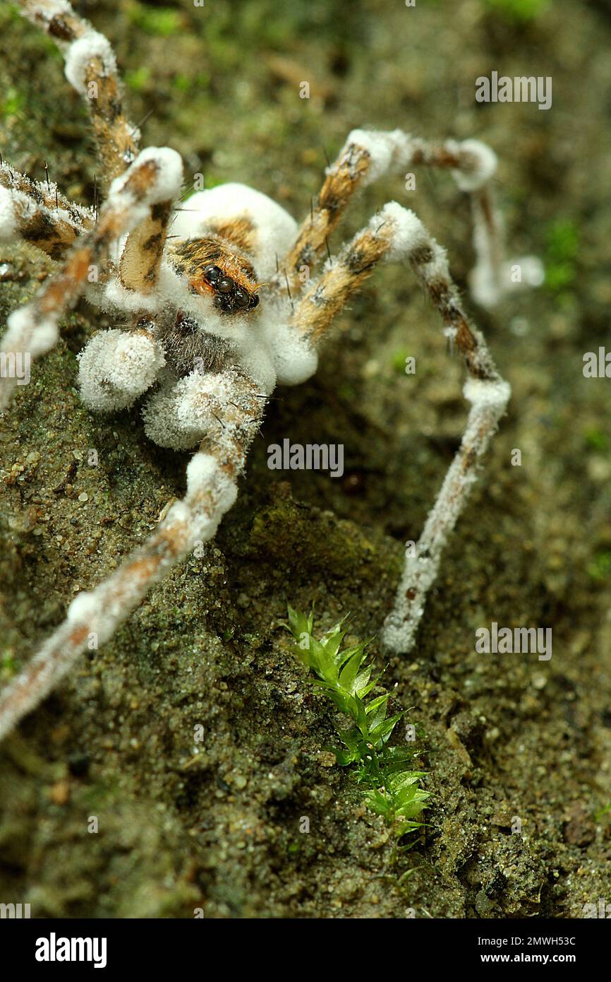 Scuttling spider infected with icing sugar fungus Stock Photo