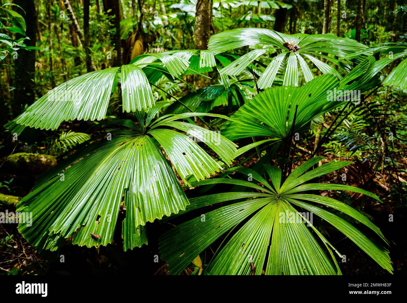A closeup of the green Australian Fan Palms in the forest surrounded by ...
