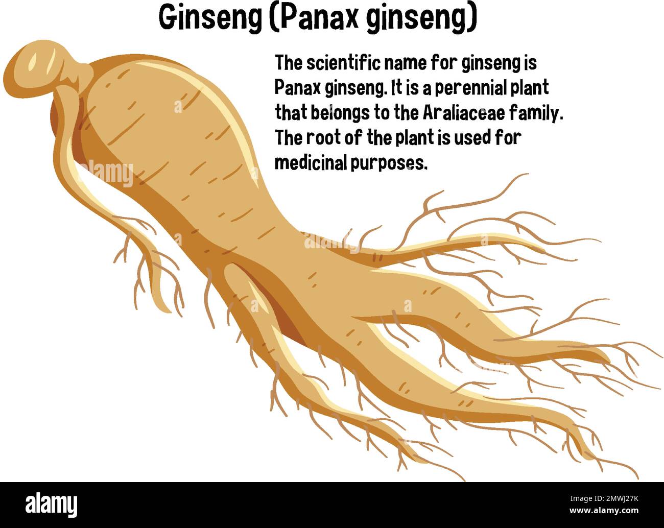 Ginseng (Panax Ginseng) with explanation illustration Stock Vector