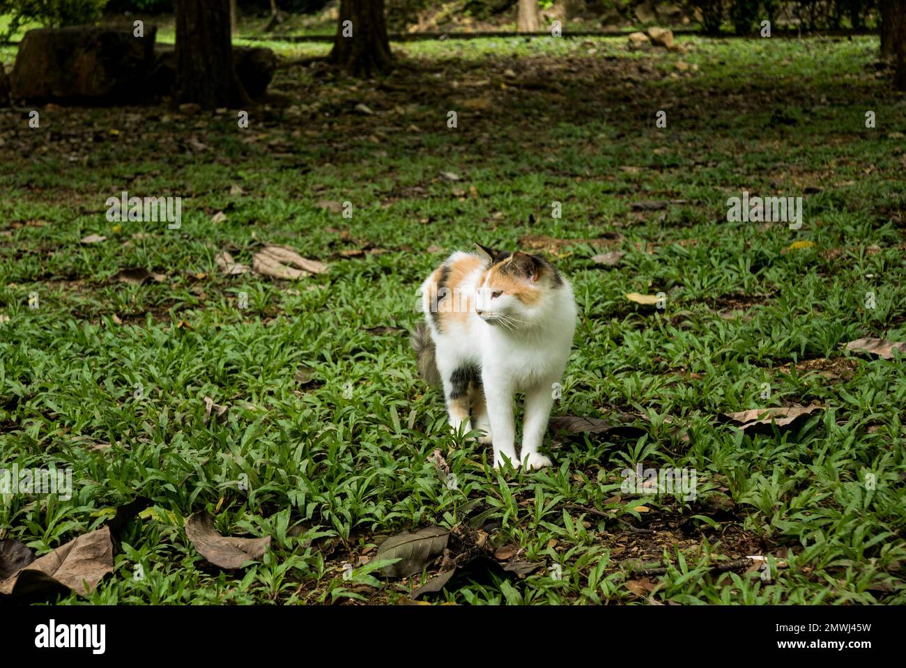 Cat grass background hi-res stock photography and images - Alamy