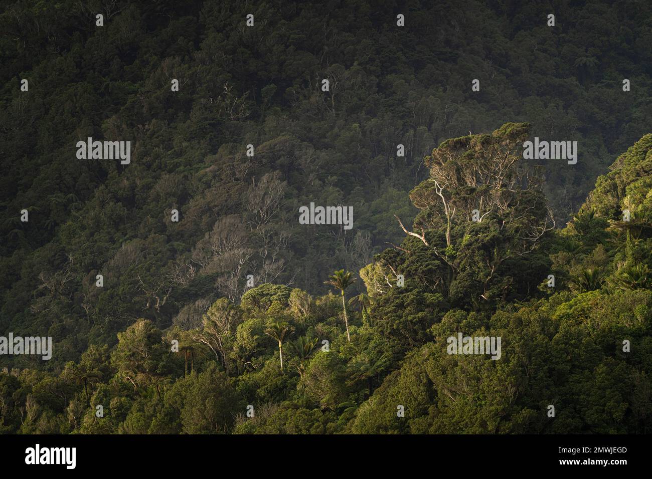 An aerial view of forest with dense trees Stock Photo - Alamy