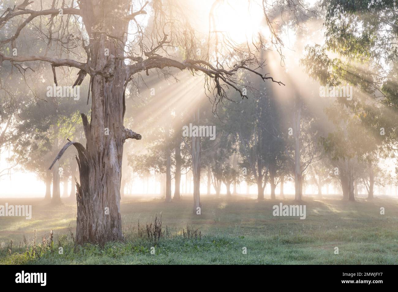 Lush dense greenery hi-res stock photography and images - Alamy