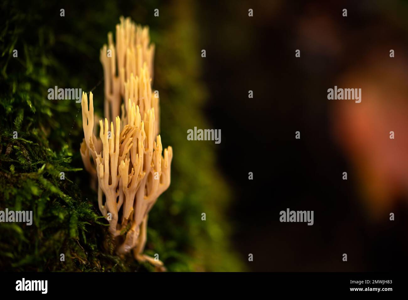 A selective shot of strict-branch coral (Ramaria stricta) grown on a mossy surface Stock Photo