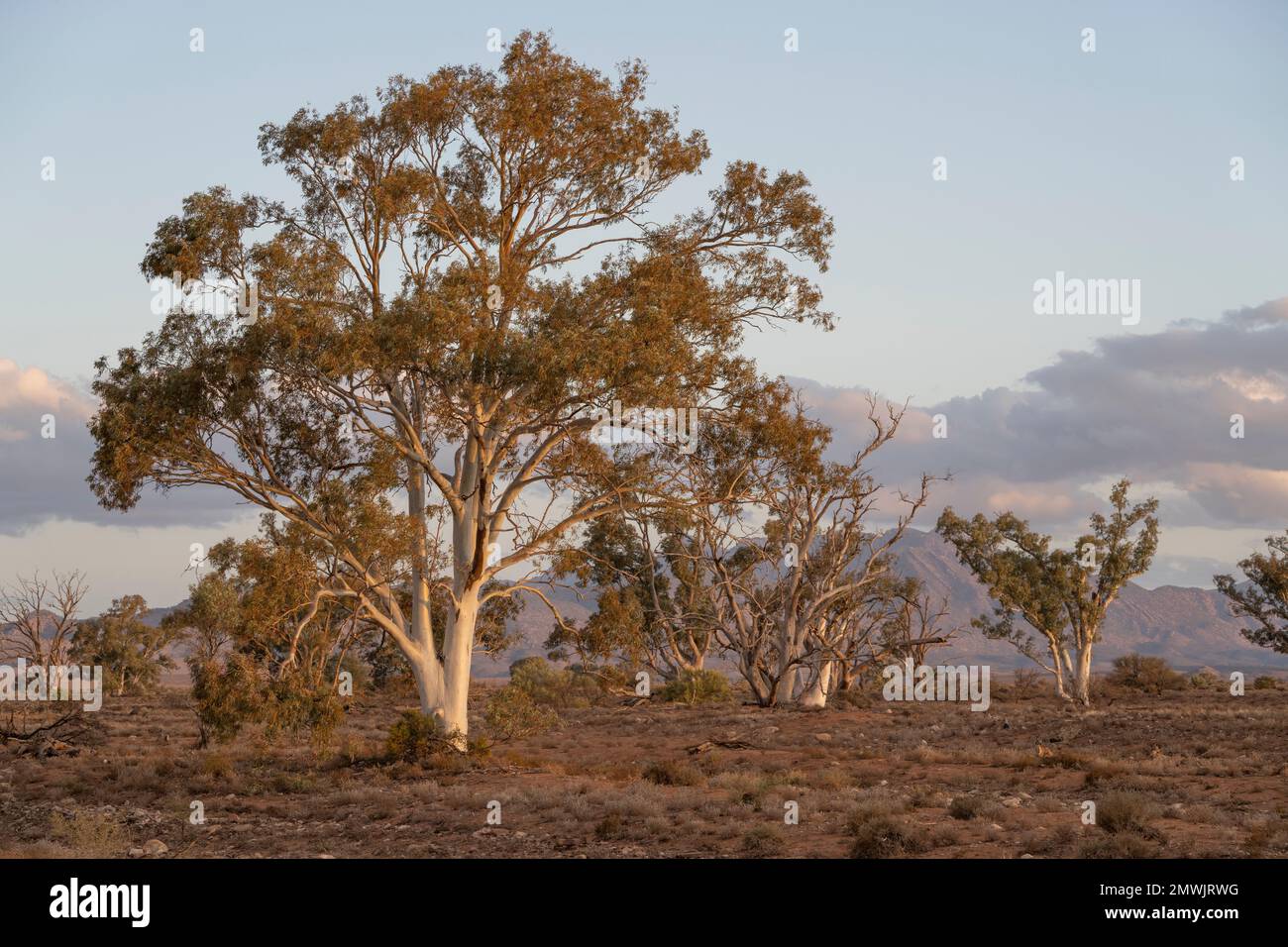 A landscape of mountains and trees under the cloudy sky Stock Photo - Alamy