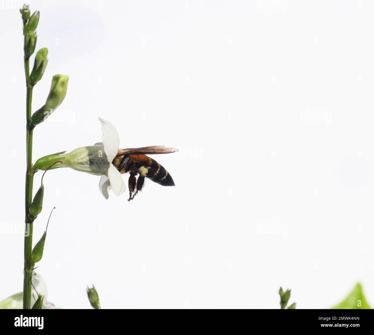 Giant honey bee seeking nectar on white Chinese violet or coromandel or creeping foxglove ( Asystasia gangetica ) blossom in field isolated Stock Photo