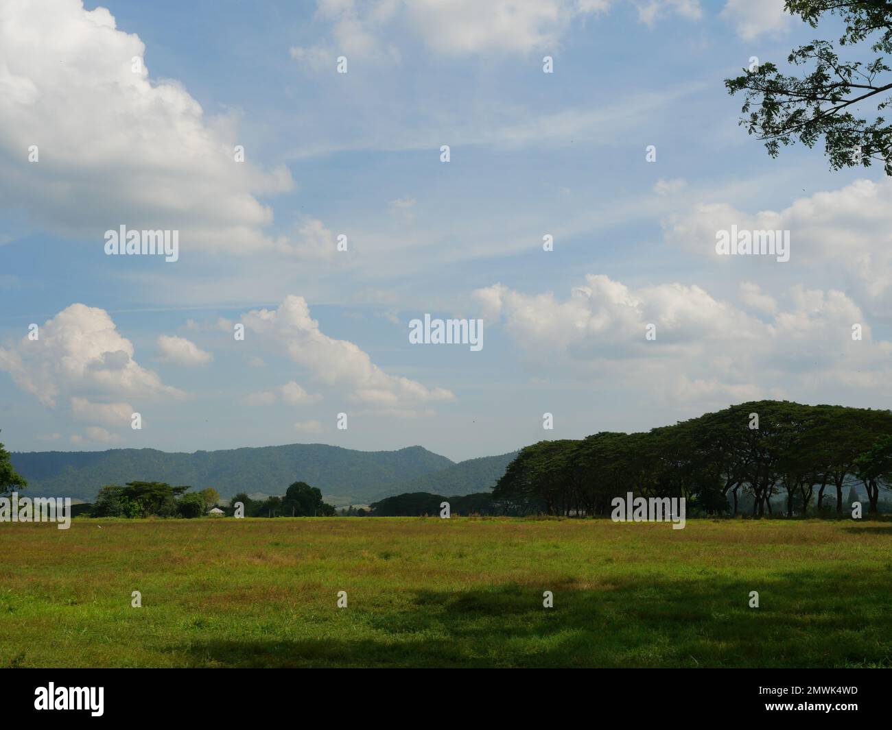 Monkey pod tree hires stock photography and images Alamy