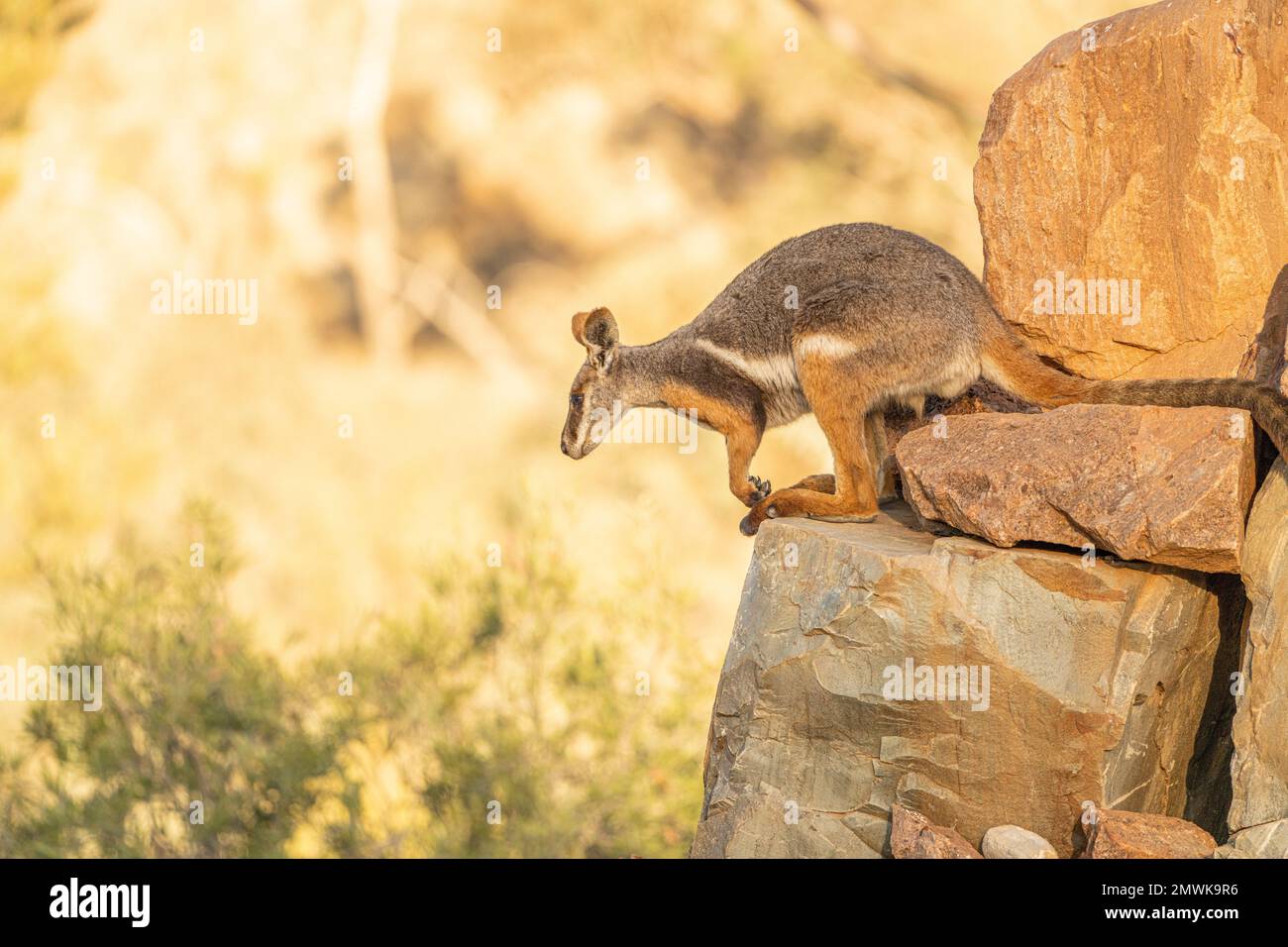 The endangered yellow-footed rock-wallaby at Arkaroola Wilderness Sanctuary South Australia. Stock Photo