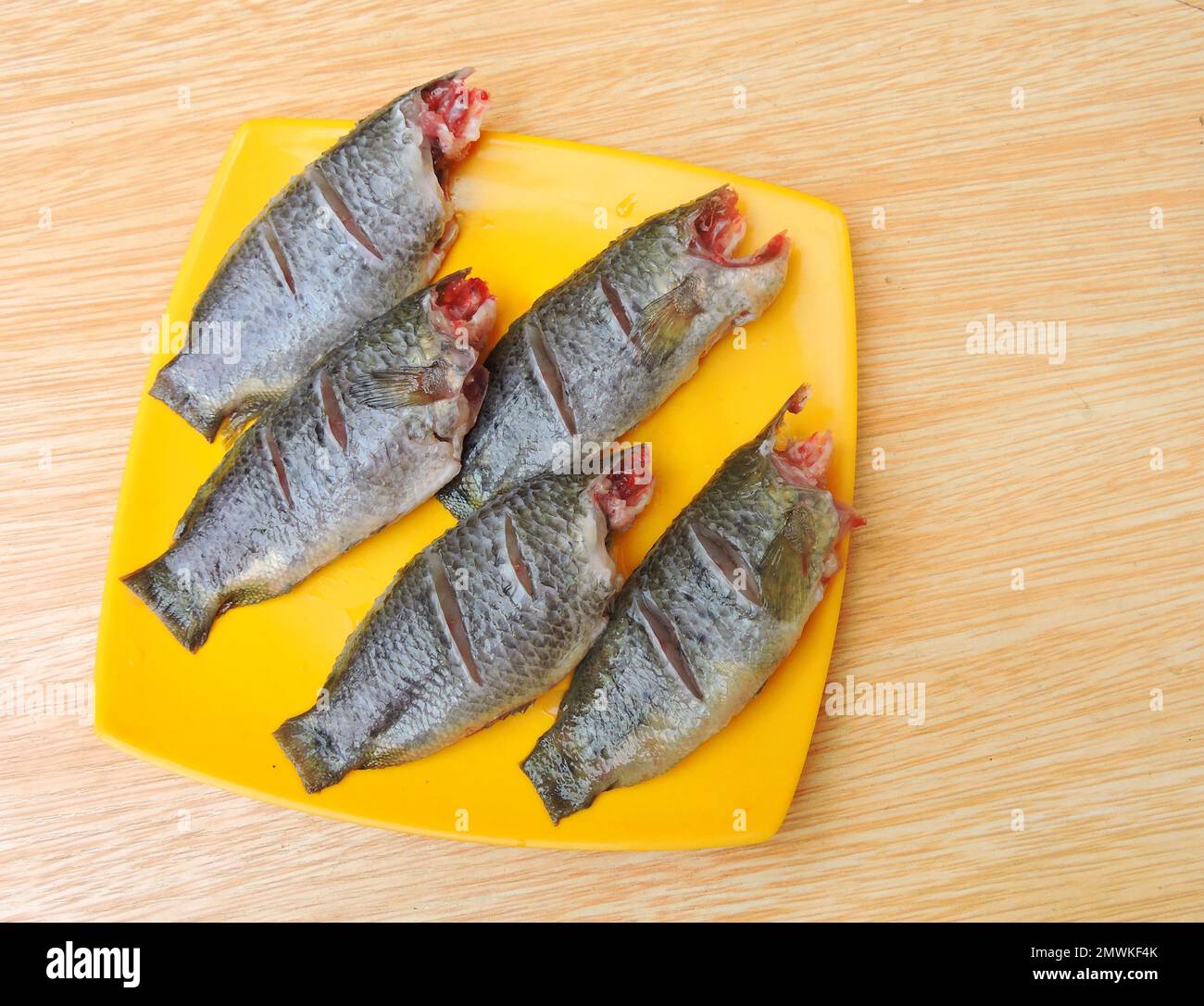 Climbing perch is a fresh water fish native to Asia. It can crawl without water from one place to another. Stock Photo