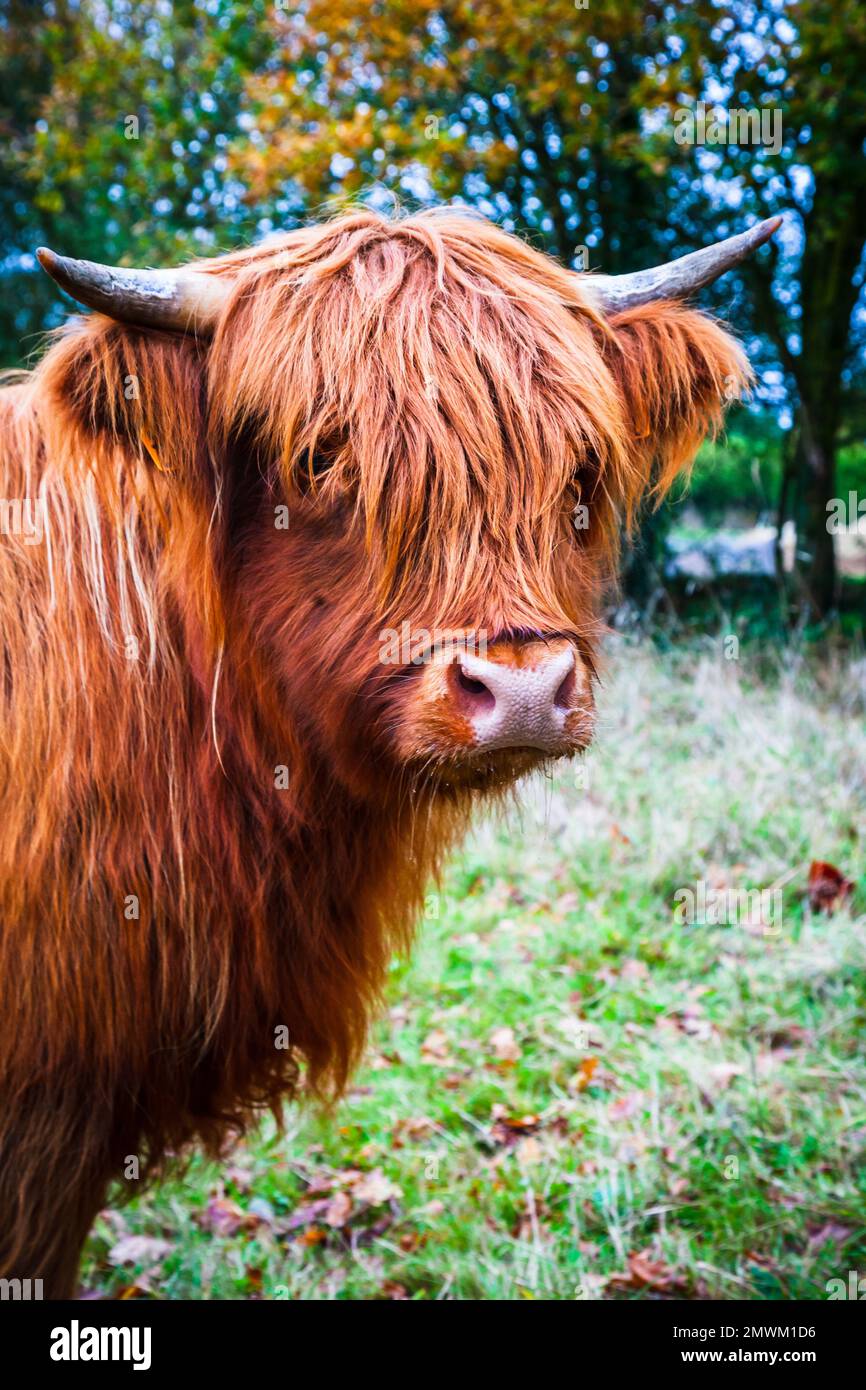 A vertical portrait of a Scottish Highland cow in the field Stock Photo ...