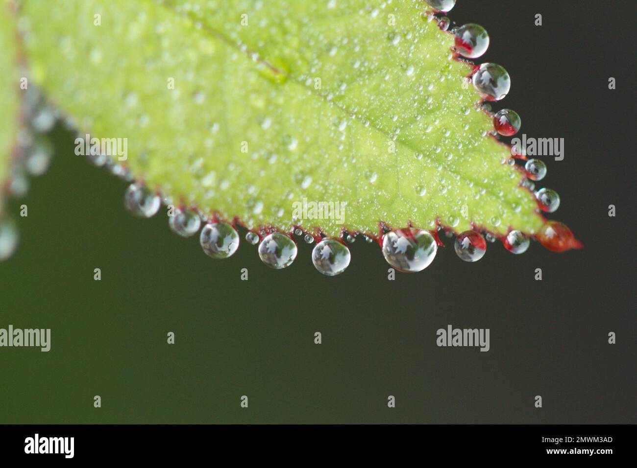 A macro of the water drops on the green leaf Stock Photo