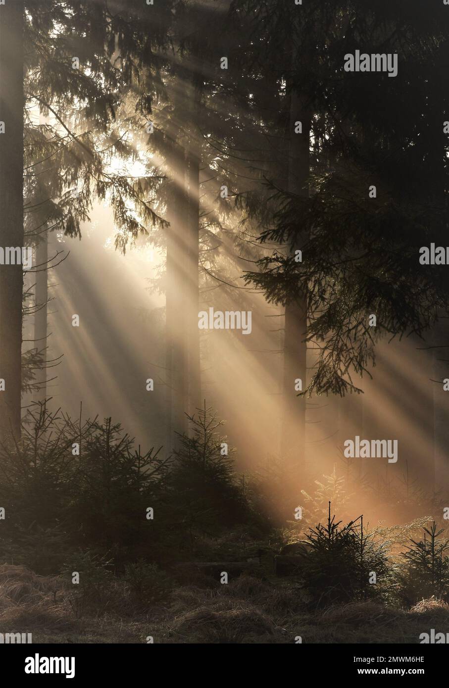 Sunlight penetrating hi-res stock photography and images - Alamy