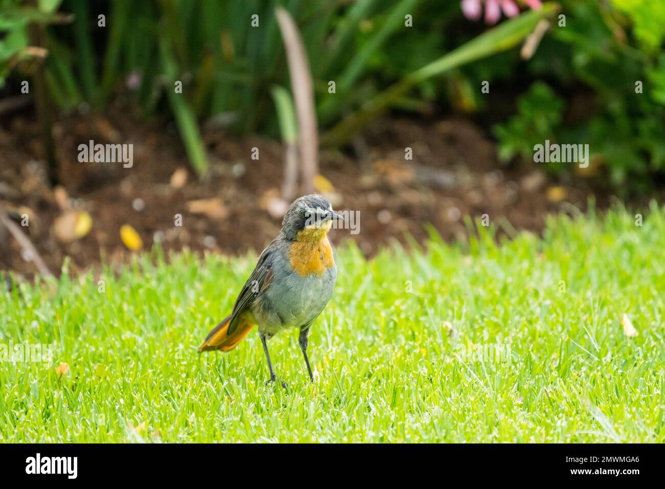 Cape Robin chat (Cossypha caffra) small passerine bird of the Old World flycatcher family Muscicapidae on the grass closeup in South Africa Stock Photo
