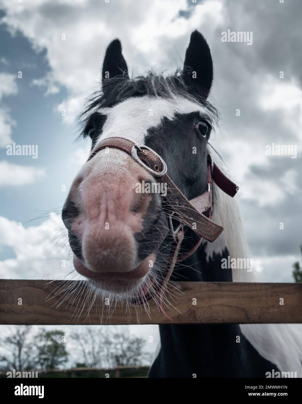 A vertical shot of a black-white horse against a cloudy sky Stock Photo
