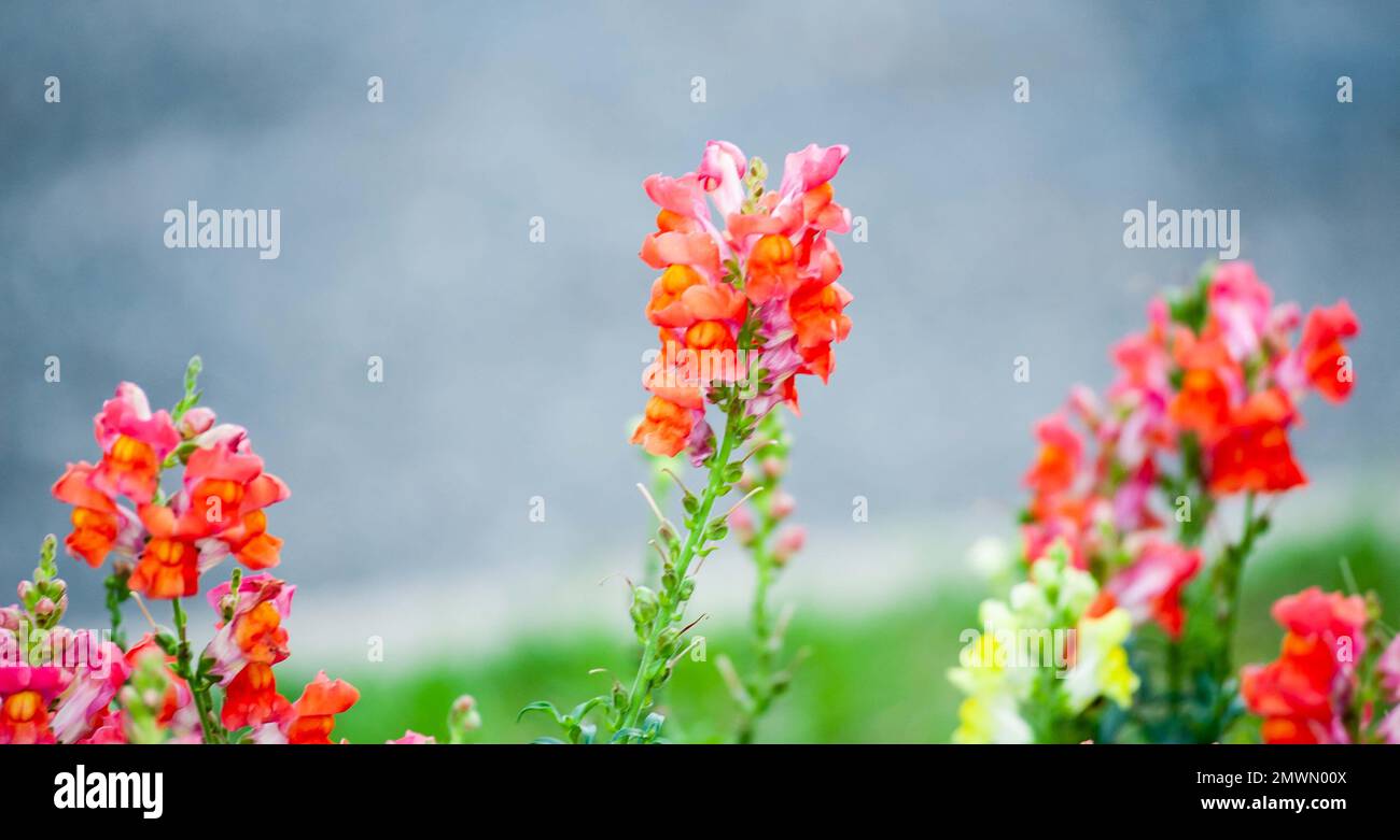 A closeup of snapdragon flowers against the blurred blue background Stock Photo