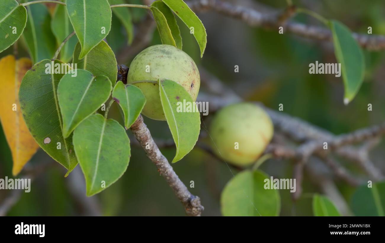 close up of fruit and leaves of a manchineel tree at manuel antonio Stock Photo