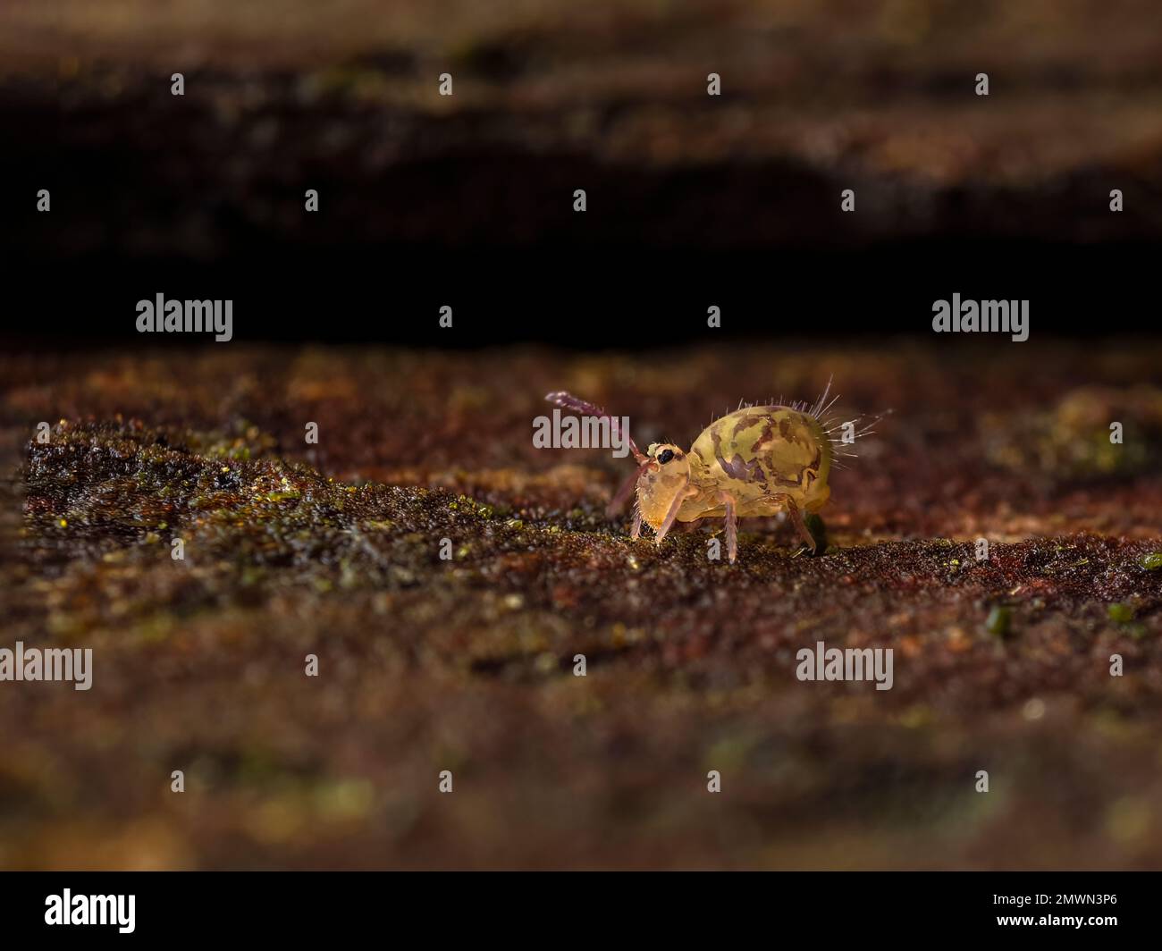 Side view of a very tiny globular springtail insect (Dicyrtomina minuta) crawling on the bark of a dead tree in Watershed Park, British Columbia, Cana Stock Photo